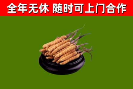 庆城县回收散虫草