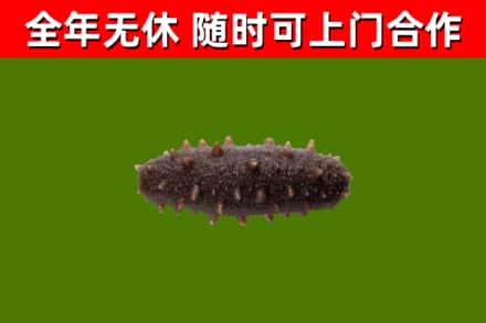 庆城县回收海参干